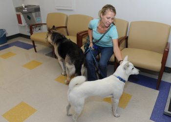 Tips for Pet Care in London