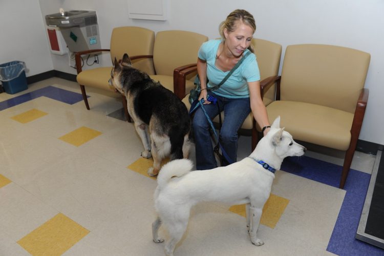 Tips for Pet Care in London