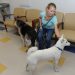 Tips for Pet Care in London
